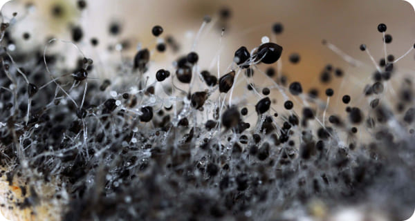Black Mold Removal Black Mold Removal
