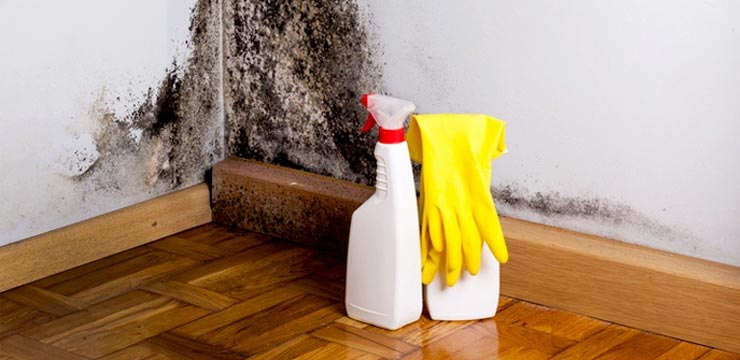 Mold Removal