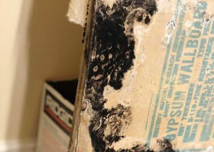 Mold Removal
