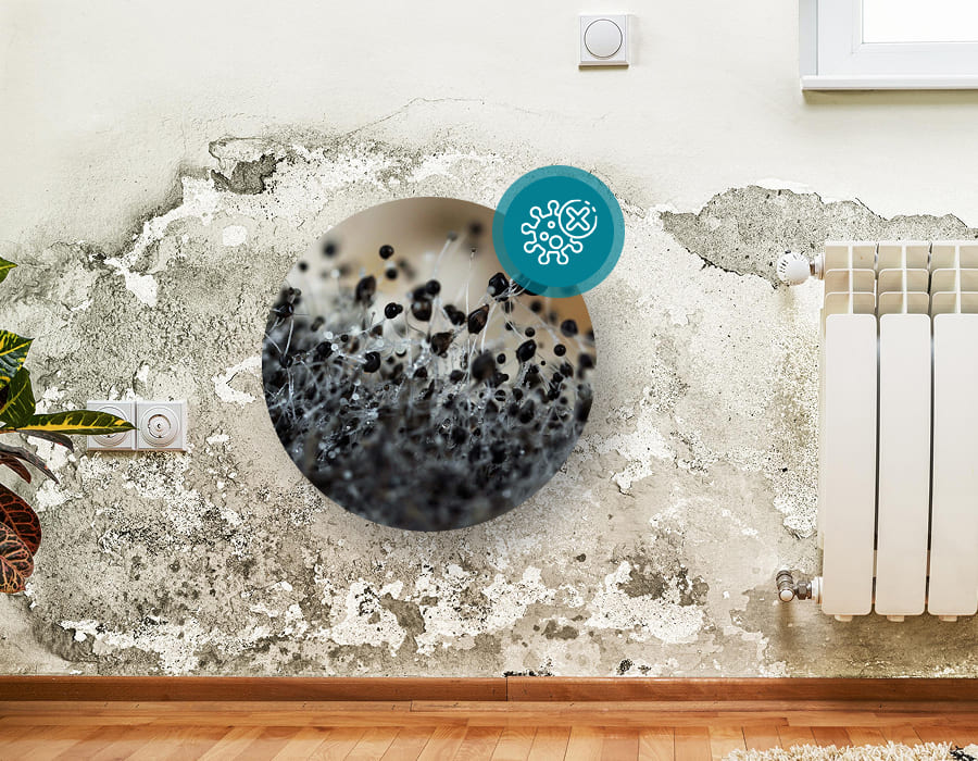 Black Mold Remediation