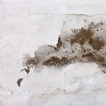 image showing mold to promote Chemical-Free Mold Remediation