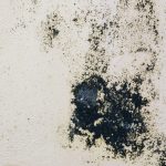 black mold image illustrating The Dangers of Black Mold