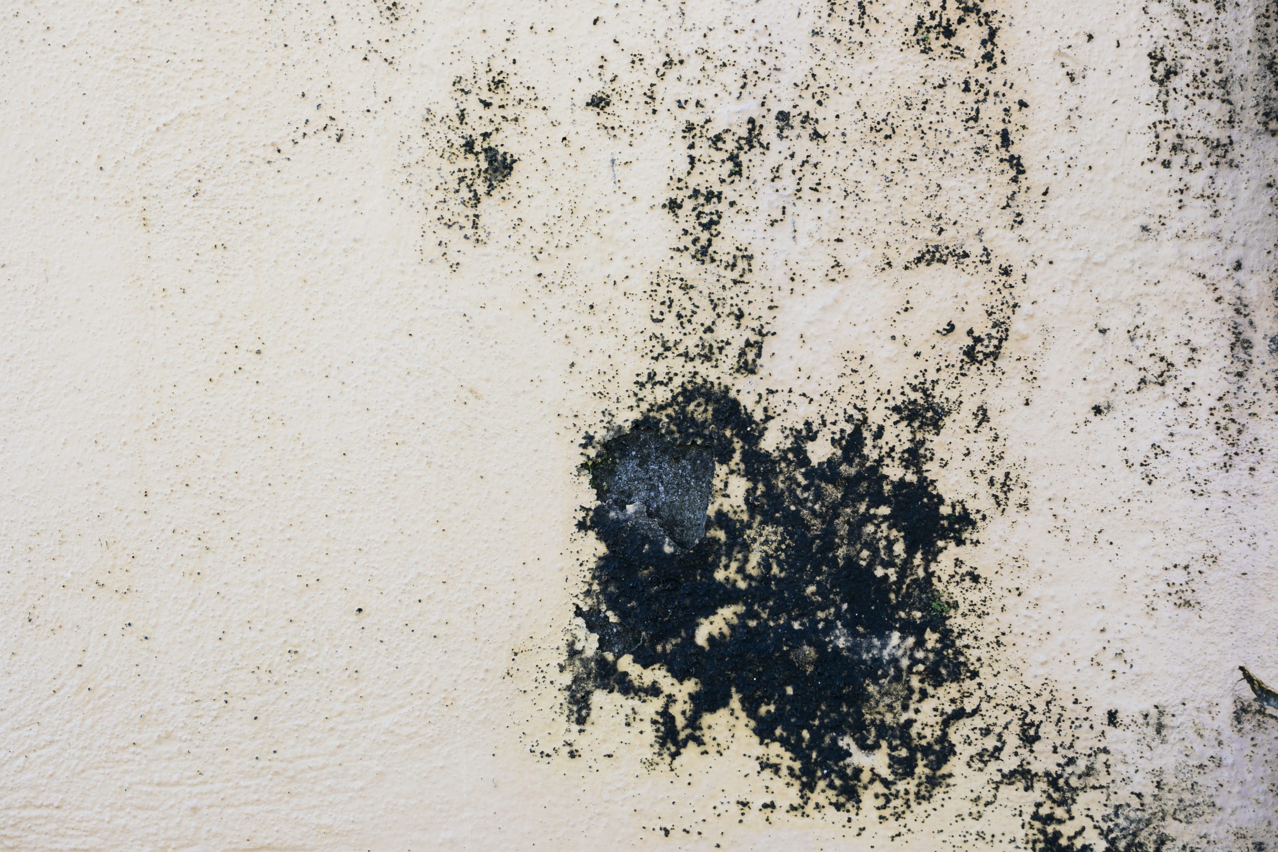 black mold image illustrating The Dangers of Black Mold